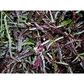Dragon's Breath Hemigraphis repanda Unusual Unique Ground Cover Live Plant