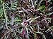 Dragon's Breath Hemigraphis repanda Unusual Unique Ground Cover Live Plant
