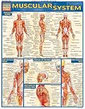 Muscular System (Quick Study Academic)