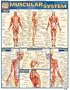Muscular System (Quickstudy: Academic)