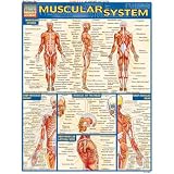 Muscular System (Quick Study Academic) ~ Inc. BarCharts