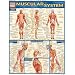 Muscular System (Quickstudy: Academic)