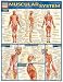 Muscular System Laminate Reference Chart (Quickstudy: Academic)