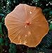 Quasimoon PaperLanternStore.com 32 Inch Orange Paper Parasol Umbrella, Scallop Shaped