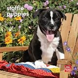 Staffordshire Bull Terrier Puppies 2013 Calendar