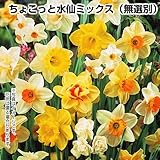 国華園　球根　送料無料　ちょこっと水仙ミックス（無選別）　10球
