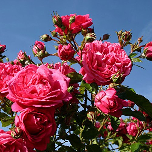 Laguna Rose Bush Fragrant Pink Climbing Rose Organic Grown Large Pink Flowers 4 Laguna Rose Bush Fragrant Pink Climbing Rose Organic Grown Large Pink Flowers 4