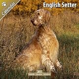 English Setter 16 Monate Kalender 2011
