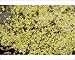 Photographic Prints of Least duckweed - from USA, naturalised on pond in France from Ardea Wildlife Pets