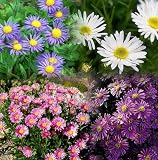 Amazon / Hirts: Perennials; Sun: Alpine Mix Aster - 25 Plants - Very Hardy-Very Colorful