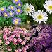 Alpine Mix Aster - 4 Plants - Very Hardy -Very Colorful