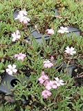 Eigenschaften Dachstauden  / Gypsophila repens rosa- Zwergschleierkraut, 6 Pflanzen