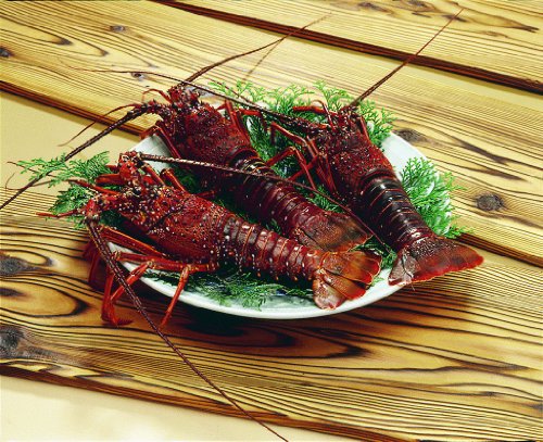 活伊勢海老　ほんのちょっと【訳あり】　750ｇ　3匹入