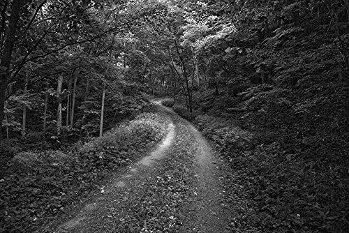 Fine Art Photography, Black and White Photography, Landscape Photography, Dirt Road, Trees, Summer, Iowa, Farm, Isolation
