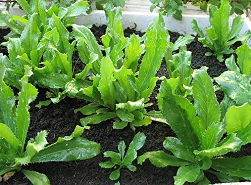 Non-GMO Organic Vietnamese Culantro 2,500 Seeds - Also Known As Recao Long Coriander Mexican Coriander Thai Parsley Ngo Gai Eryngium Foetidum Chadon Beni