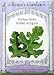 Arugula Italian Variety Heirloom Seeds 250 Seeds
