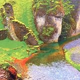 Rainforest