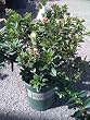 Escallonia Frades One Gallon Plant