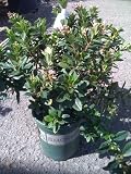 Escallonia Frades One Gallon Plant