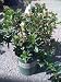 Escallonia Frades One Gallon Plant