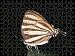 Jigsaw of WHITE LYCID BUTTERFLY from Ardea