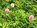Unusual Flowering Ground Cover Sunshine Mimosa Sensitive Plant