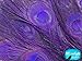 5 Pieces – Eggplant Bleached & Dyed Peacock Tail Eye Feathers 10-12” Long Halloween Craft Supply | Moonlight Feather