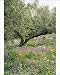 Photographic Prints of ROG-8834-C Olive Grove - with wildflowers from Ardea Wildlife Pets