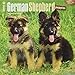 German Shepherd Puppies 2016 Square 12x12