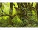 Photographic Prints of Big Leaf Maple trees in wet temperate rain forest from Ardea Wildlife Pets