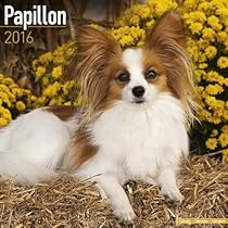Papillon Calendar - Only Dog Breed Papillon Calendar - 2016 Wall calendars - Dog Calendars - Monthly Wall Calendar by Avonside