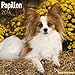 Papillon Calendar - Only Dog Breed Papillon Calendar - 2016 Wall calendars - Dog Calendars - Monthly Wall Calendar by Avonside