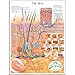 3B Scientific VR1283L Glossy Laminated Paper The Skin Anatomical Chart, Poster Size 20