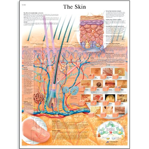 3B Scientific VR1283L Glossy Laminated Paper The Skin Anatomical Chart, Poster Size 20