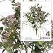 FOUR 20" Queen Ann's Lace Artificial Silk Flower Bushes