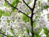 Japanese Snowbell 1 - Year Seedling