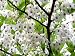 Japanese Snowbell 1 - Year Seedling