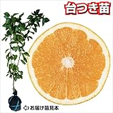 国華園　果樹苗　カンキツ　グレープフルーツ　台つき苗　1株
