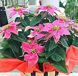 プリンセチア 5号鉢植え かご付き ピンクの可愛い色