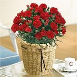 �J�[�l�[�V�����u�O�������[�W���v�y��̓��z* (���i�C���[�W)