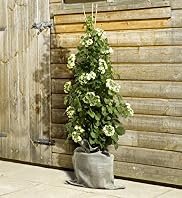 Hydrangea Trellis
