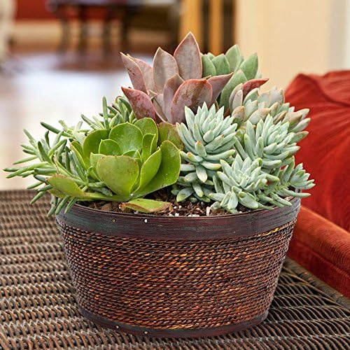Large Mixed Succulent Garden in Wood and Wicker Basket - Live Plant - Green Gift - Easy to Care For Plant - Desert Plant - Live Succulents - Cut Flower Alternative - Ships Fast - 2nd Day Express