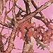 NEXT Camo Pink Lunch Napkins (16)