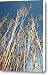 Giant reed Canvas Print / Canvas Art - Artist Gaspar Avila