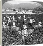 Box Canvas Print of Tea-picking in Uji, Japan, 1904. from Heritage-Images