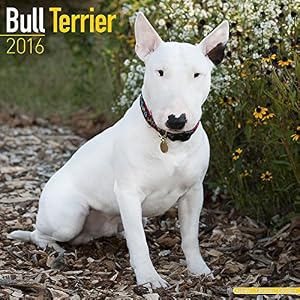 BULL TERRIER DOGS CALENDARIO CALENDAR 2016