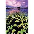 Lilly Pad Sunset Gallery Wrapped Canvas - 16x20"