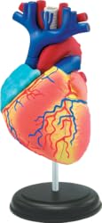 Human Heart Anatomical Model