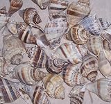 Great Lot of 15 Florida SEA SHELLS