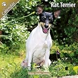 Rat Terrier 16 Monate Kalender 2011